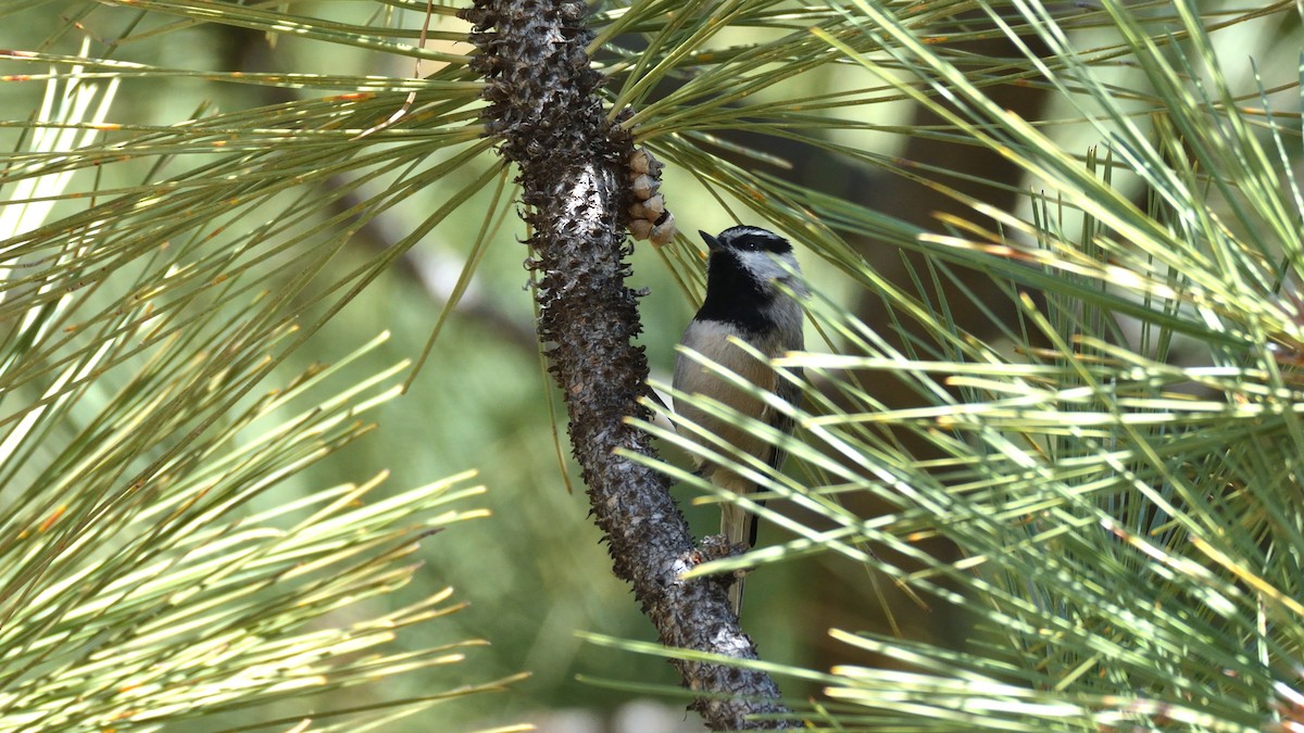 Mountain Chickadee - Miguel Aguilar @birdnomad