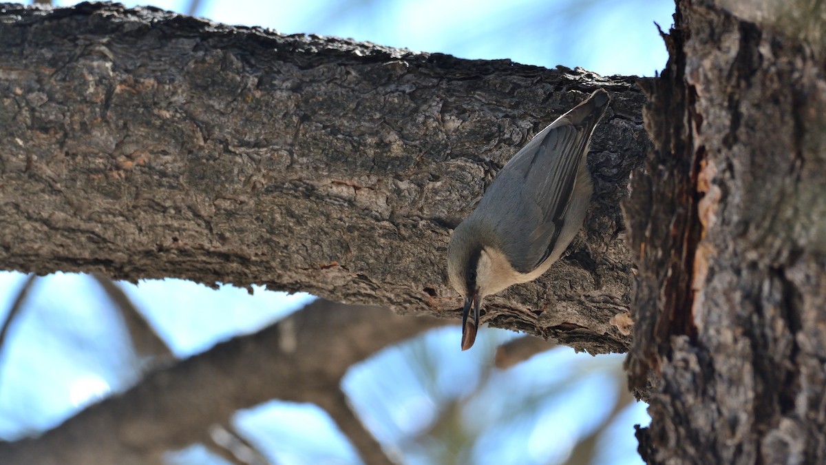 Pygmy Nuthatch - ML311520621