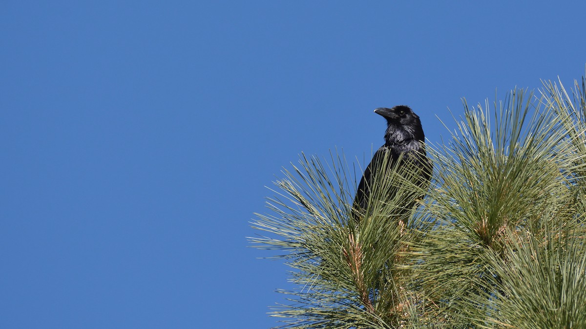 Common Raven - ML311520631