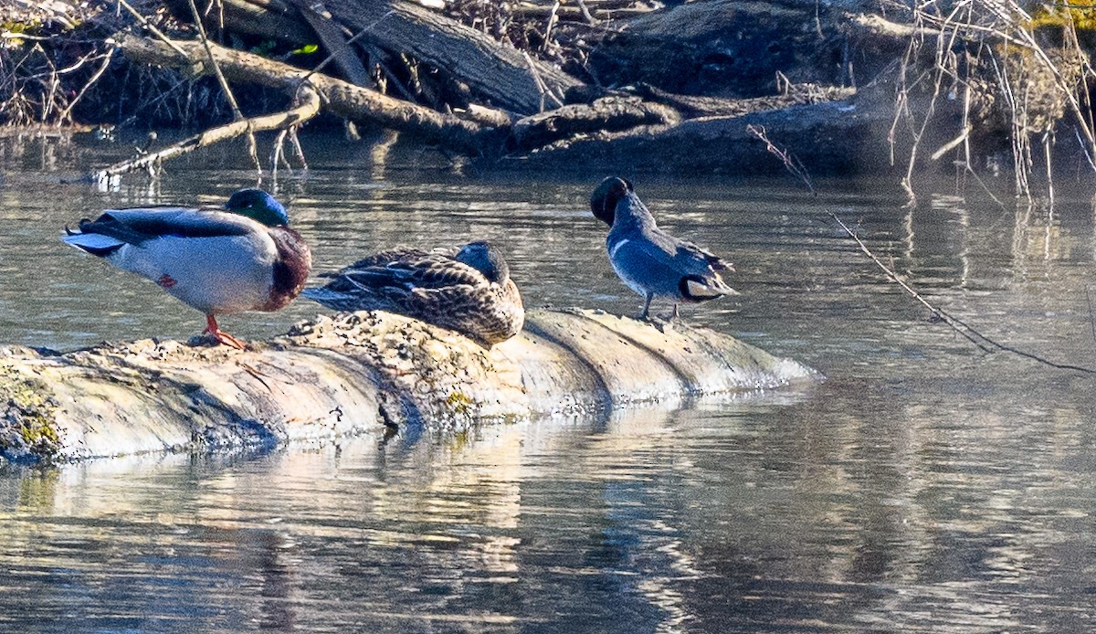 Green-winged Teal - ML311521161