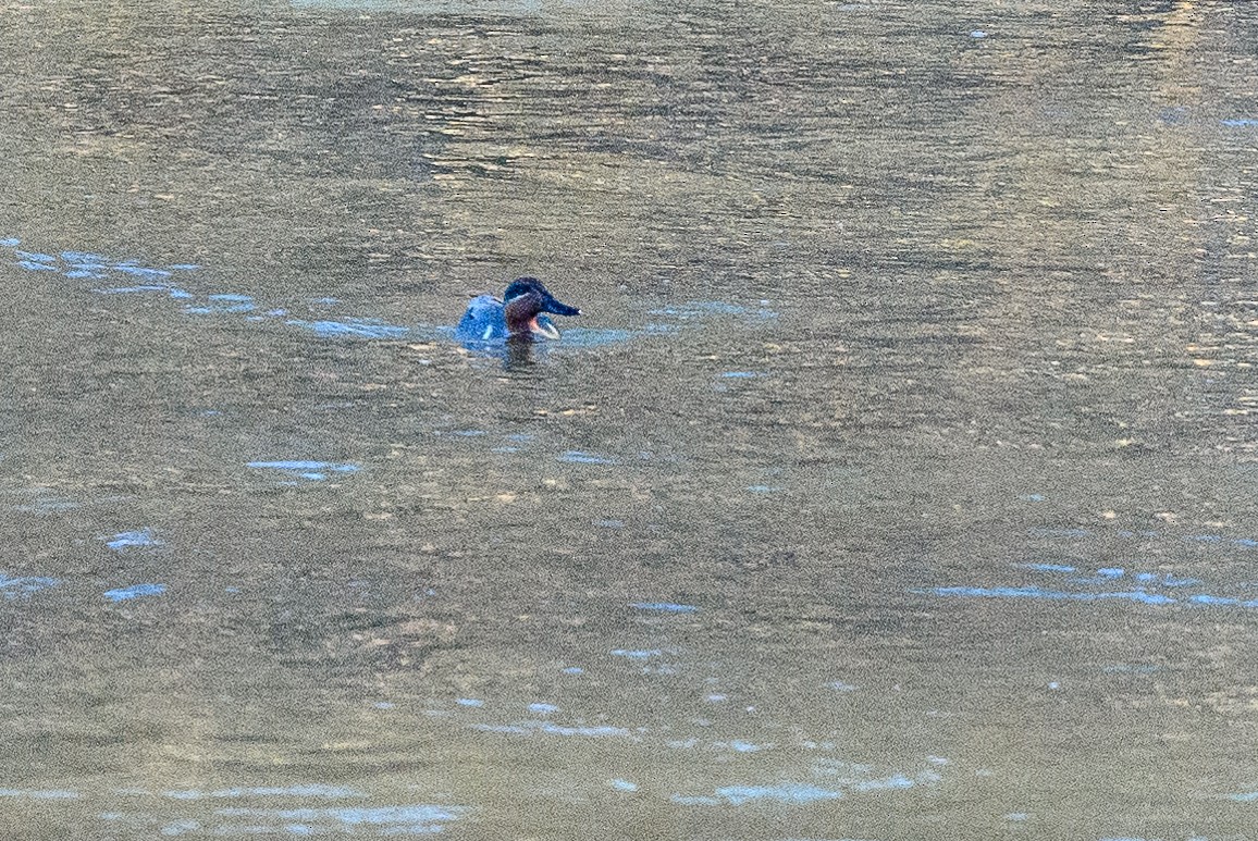 Green-winged Teal - ML311521171