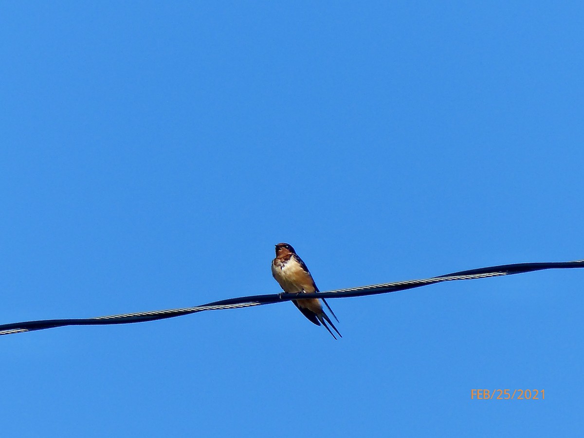 Barn Swallow (American) - ML311523041