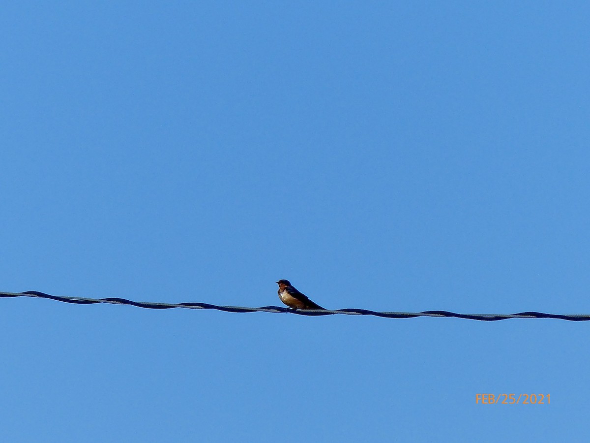 Barn Swallow (American) - ML311523131