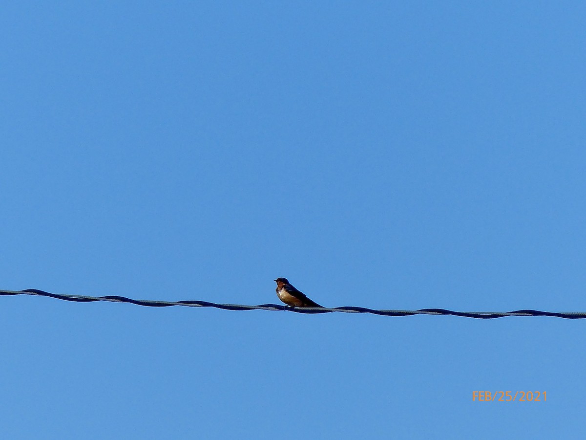 Barn Swallow (American) - ML311523131