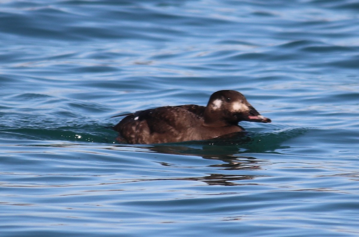 White-winged Scoter - Peter Veighey