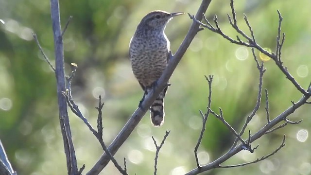 Rock Wren - ML311524581