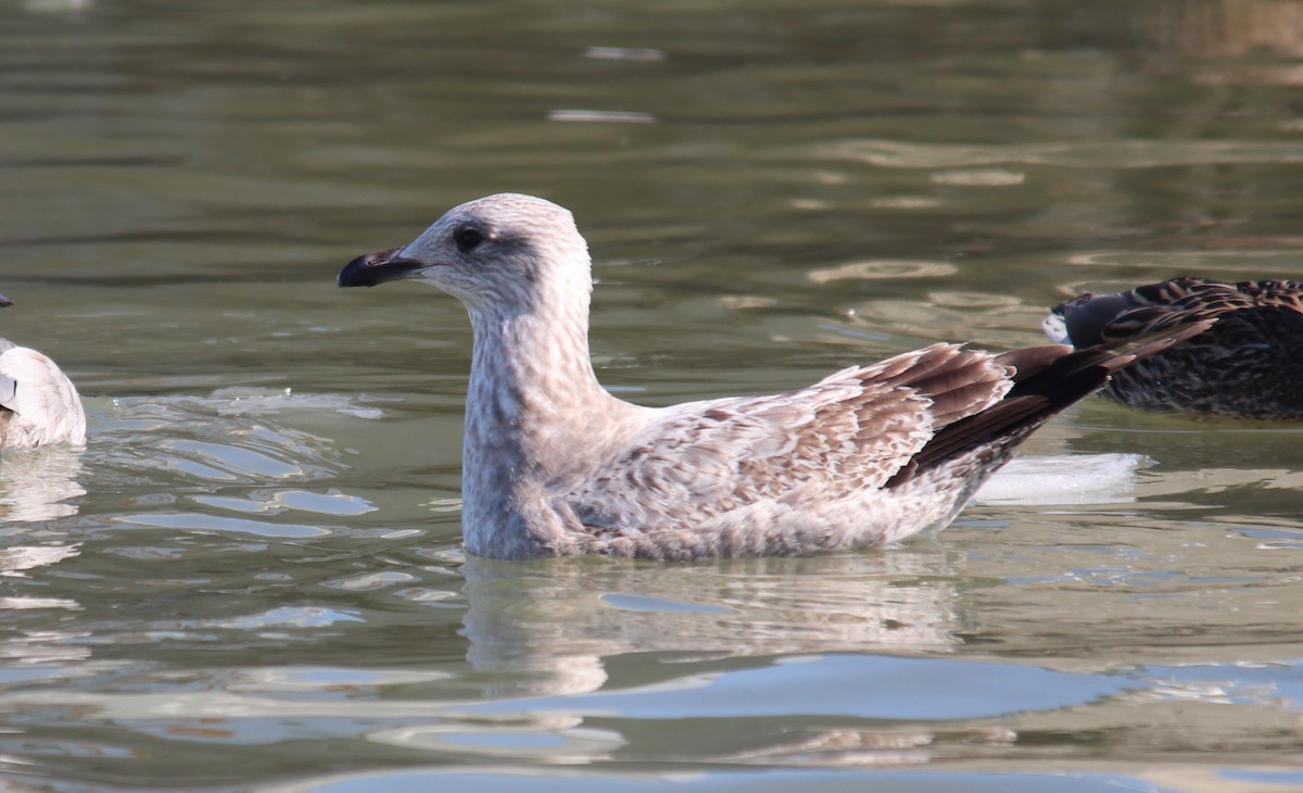 クロワカモメ - ML311525611