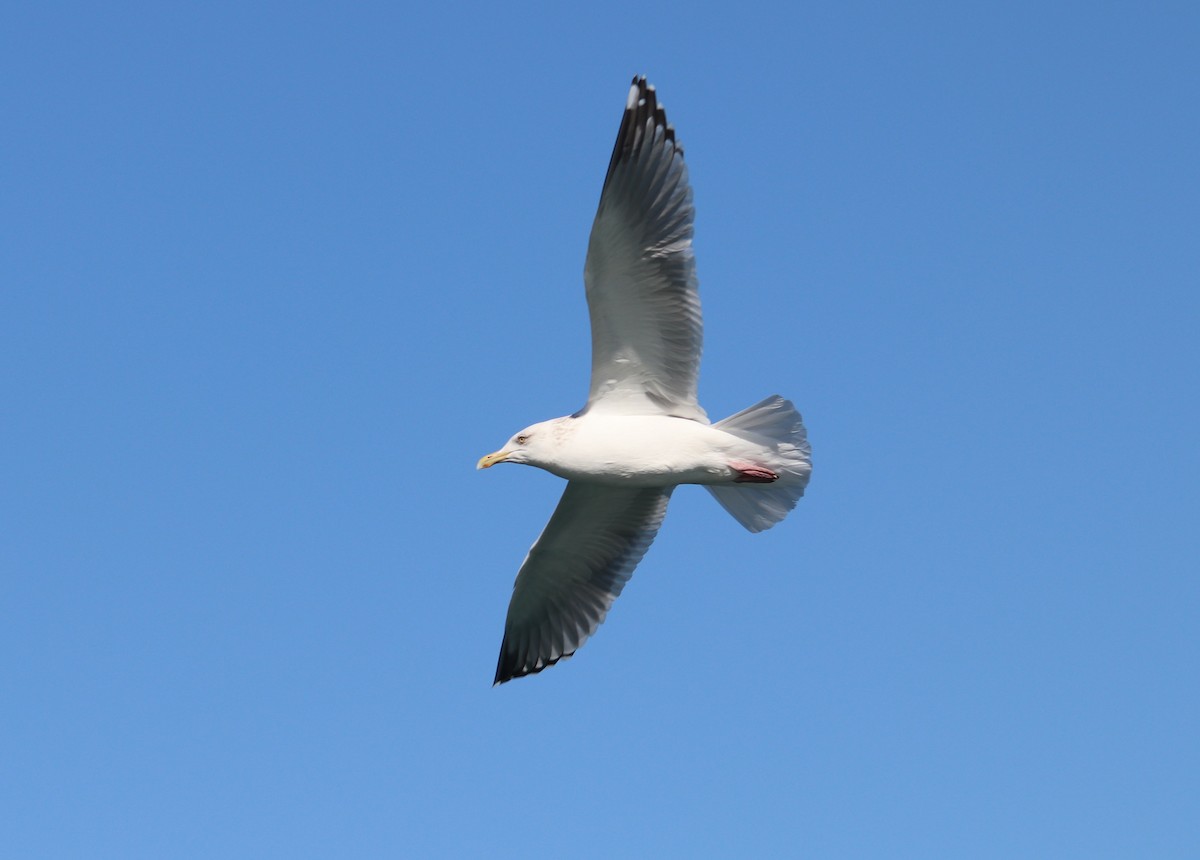 クロワカモメ - ML311525831