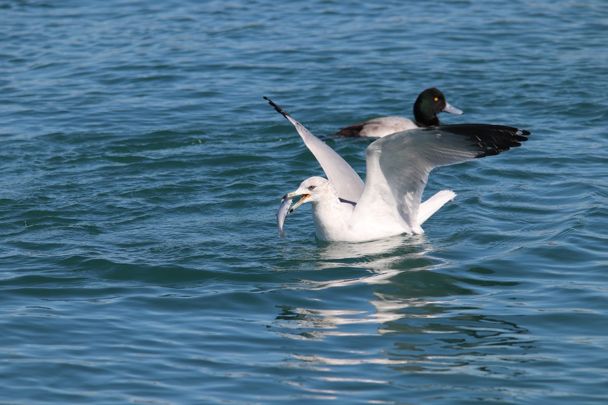 クロワカモメ - ML311525911