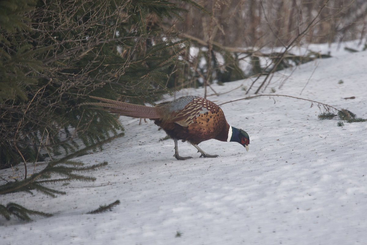 Ring-necked Pheasant - Jeffrey  Reed