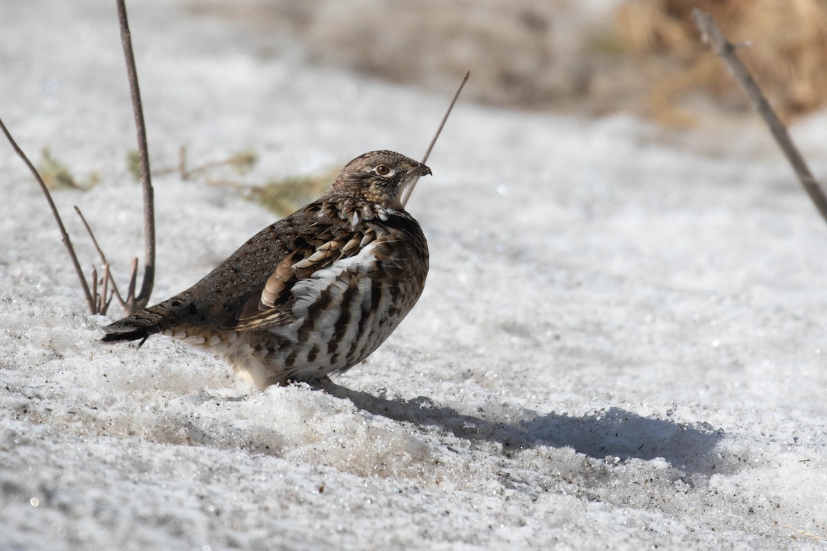 Ruffed Grouse - ML311526951