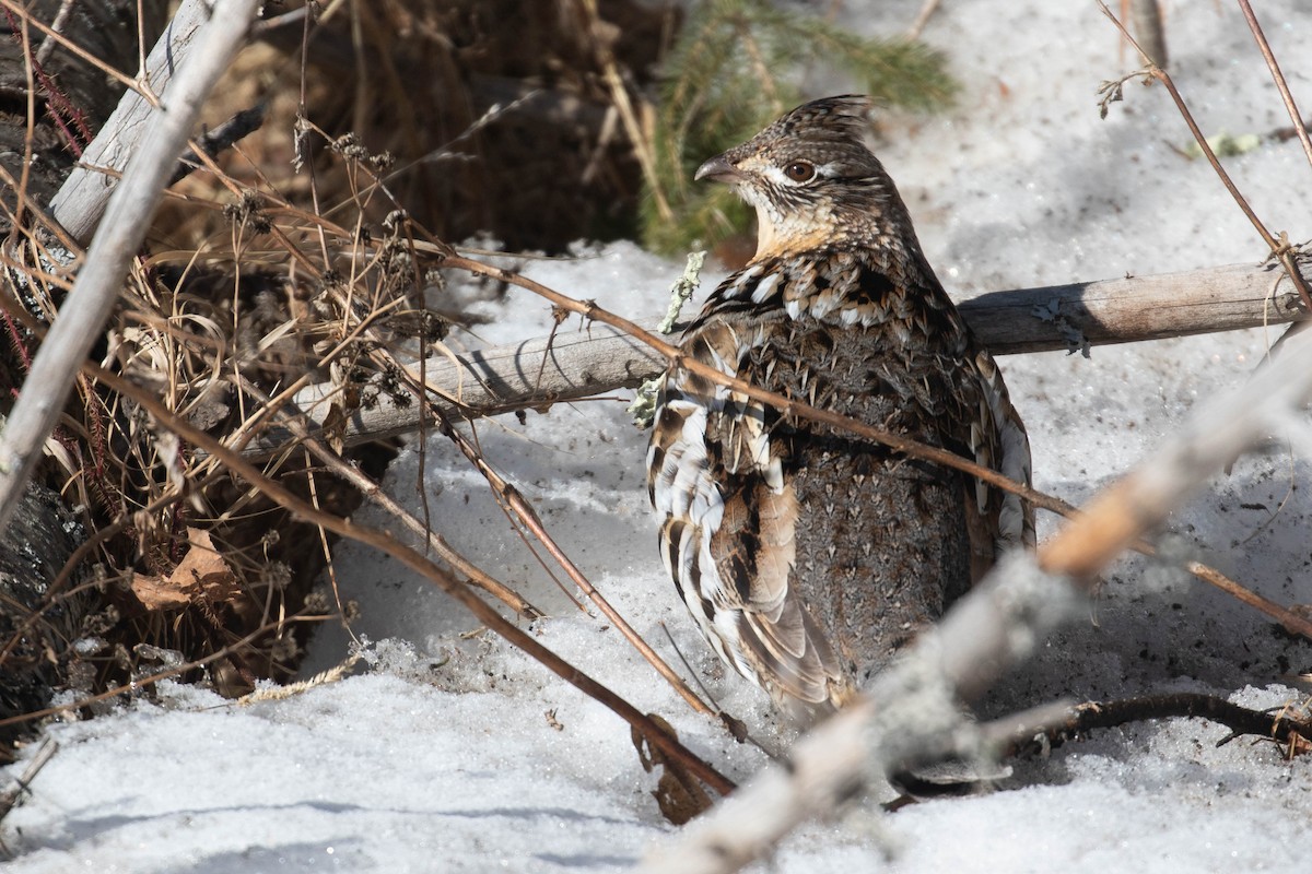 Ruffed Grouse - ML311526961