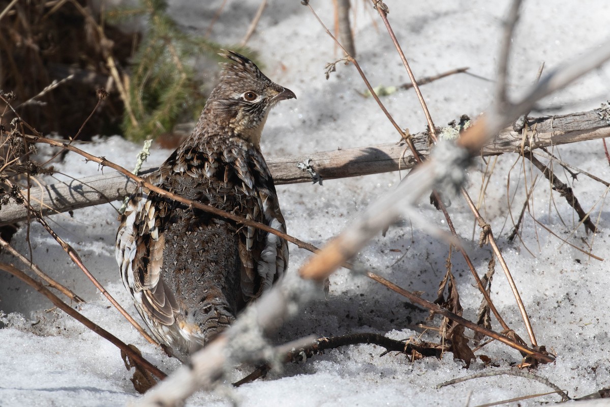 Ruffed Grouse - ML311526981