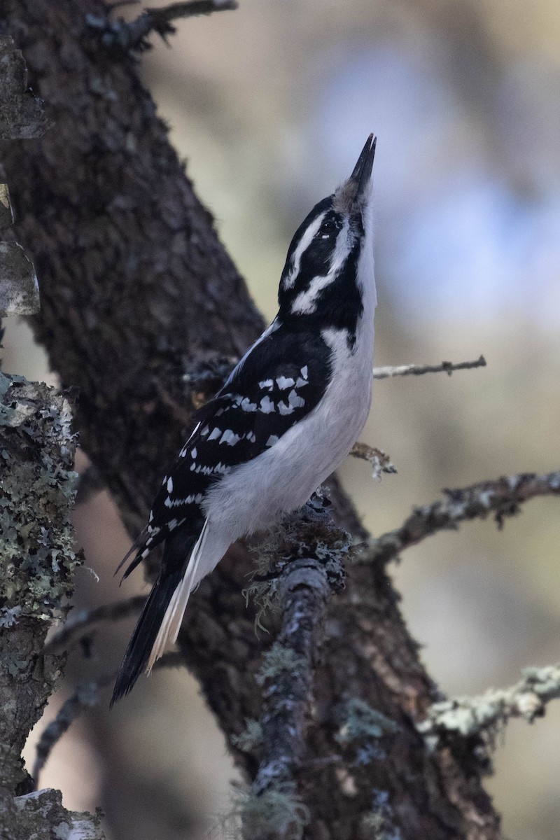 Hairy Woodpecker (Eastern) - Alex Lamoreaux