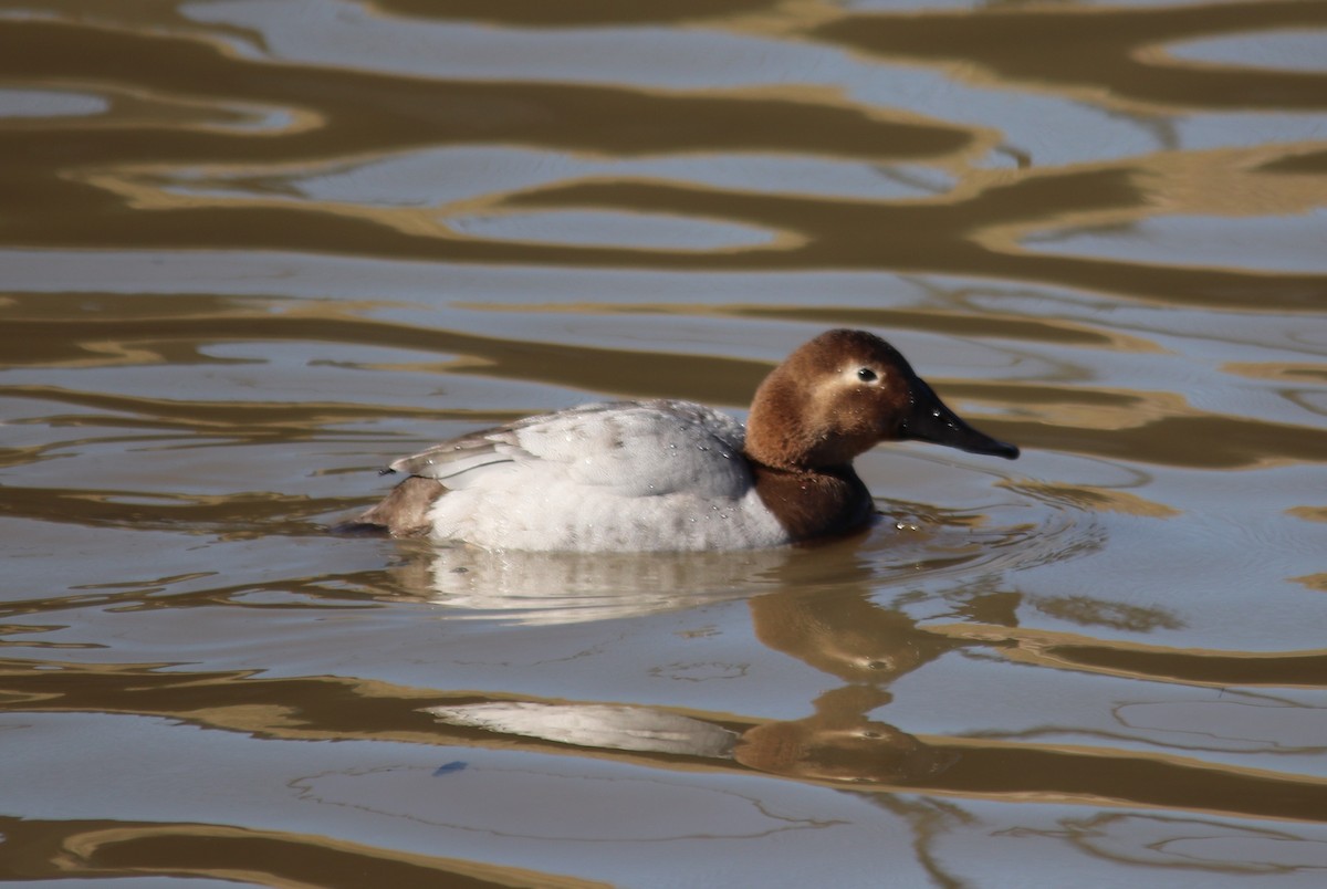 Canvasback - Peter Veighey