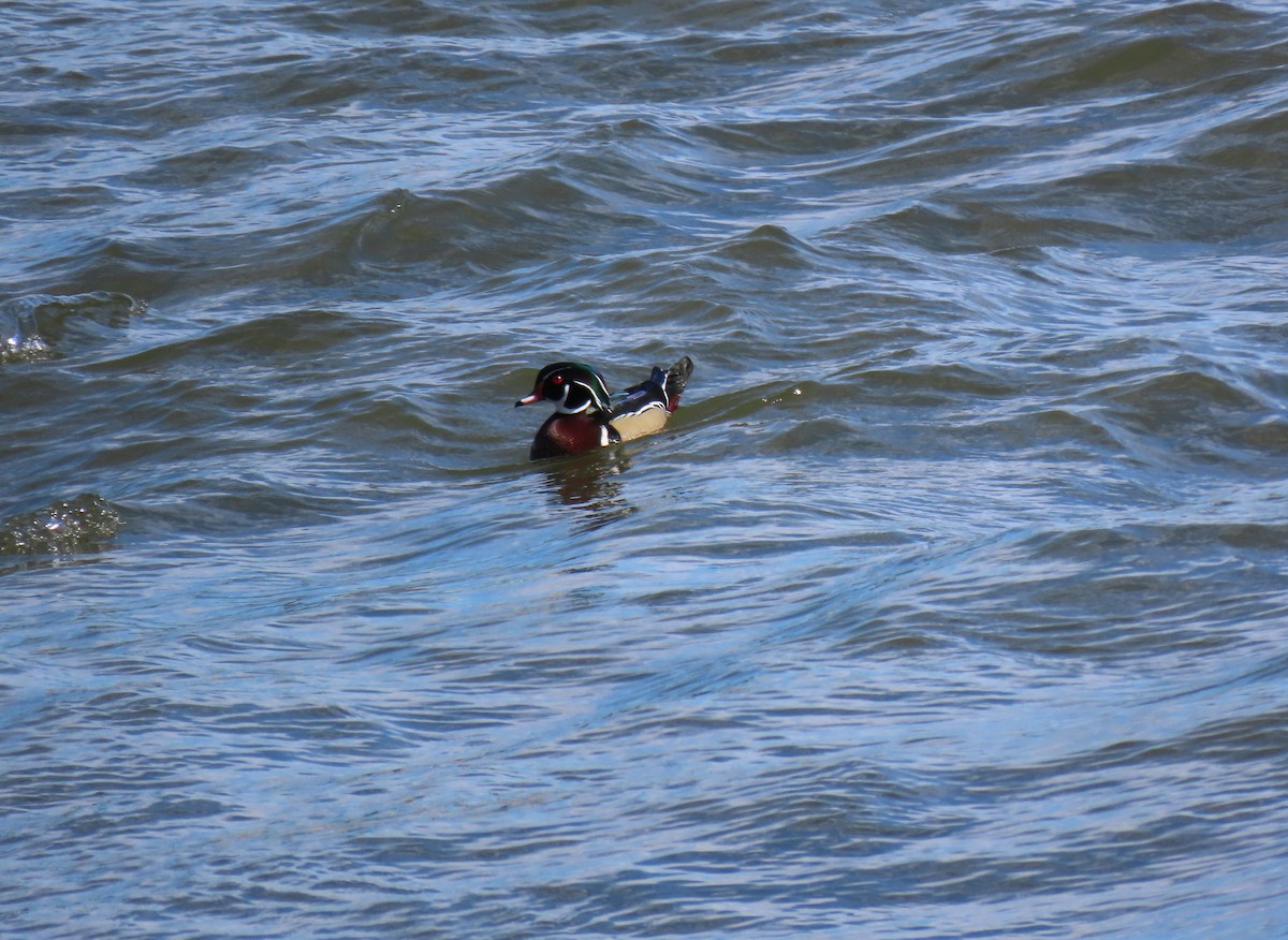 Wood Duck - ML311530101