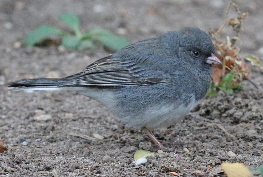 Dark-eyed Junco - ML311530911