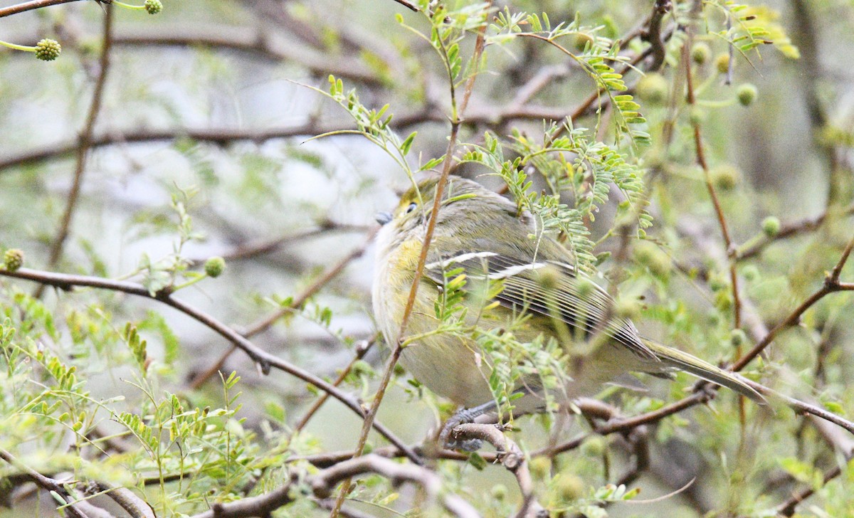 Vireo Ojiblanco - ML311532121