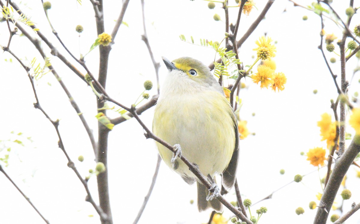 Vireo Ojiblanco - ML311532331