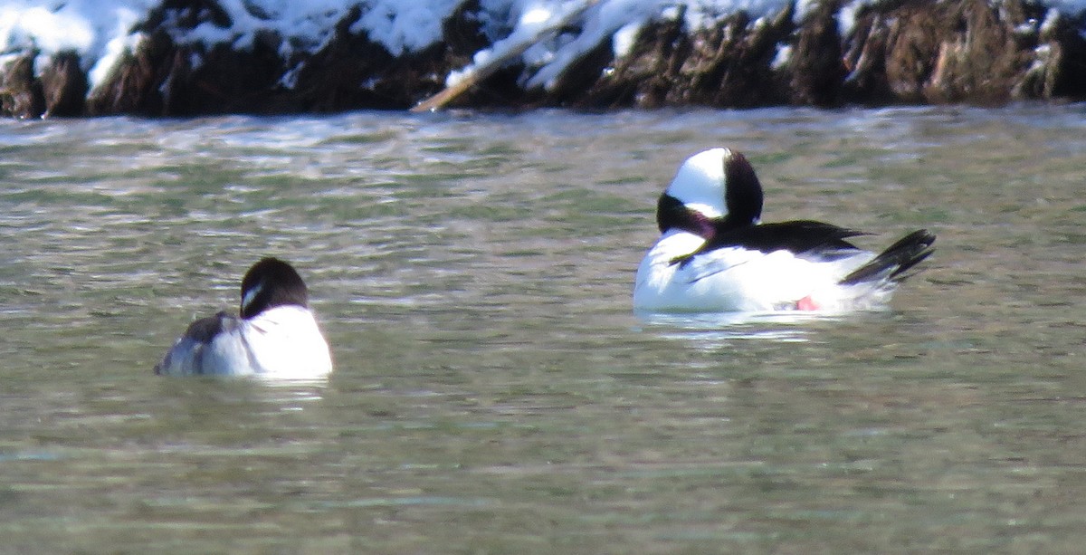 Bufflehead - Catherine Hagen