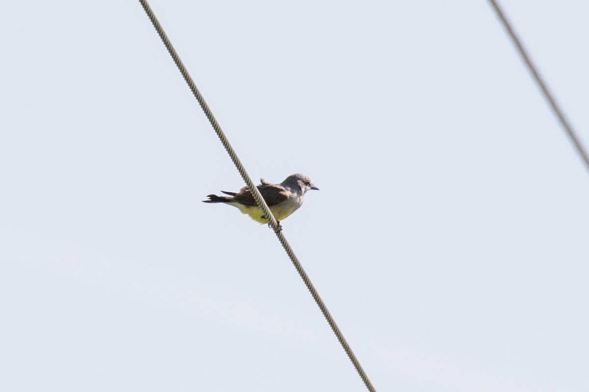 Western Kingbird - ML31153291