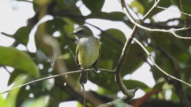 Guatemalan Tyrannulet - ML311533081