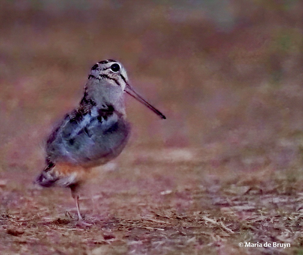 American Woodcock - ML311534351