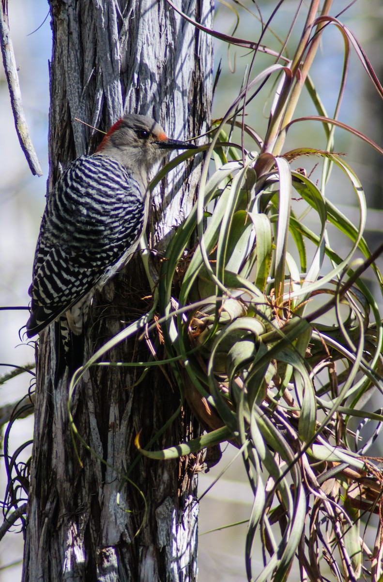 Red-bellied Woodpecker - ML31153491