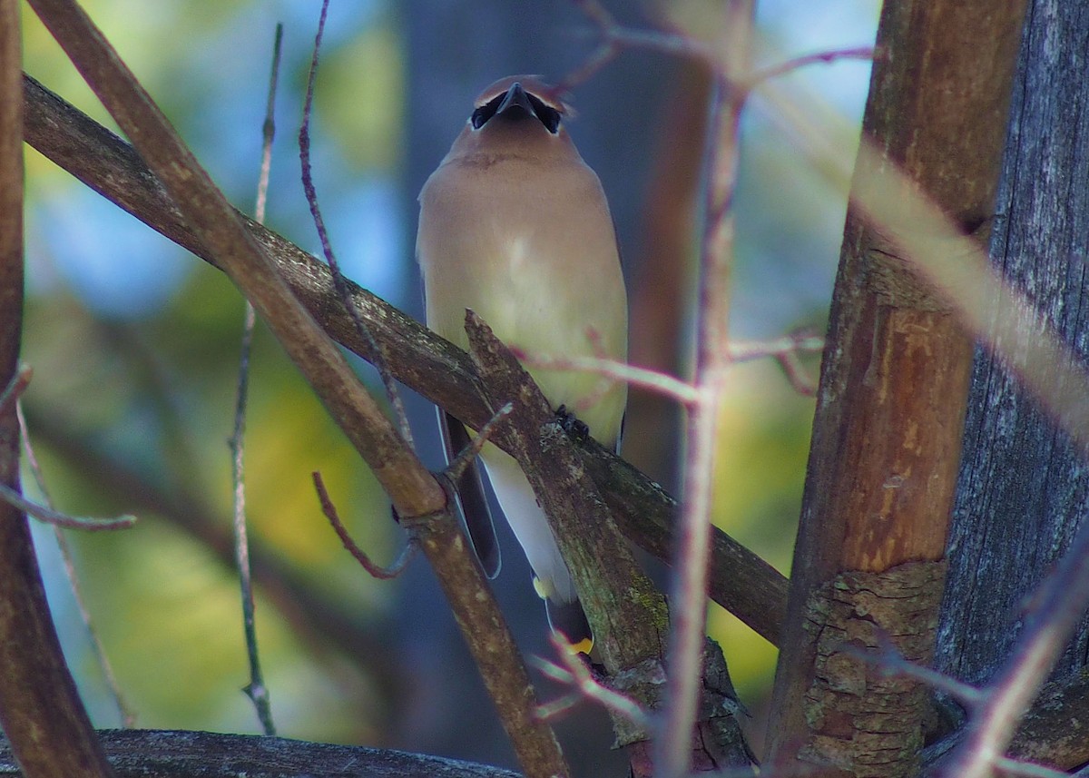 Cedar Waxwing - ML311535131