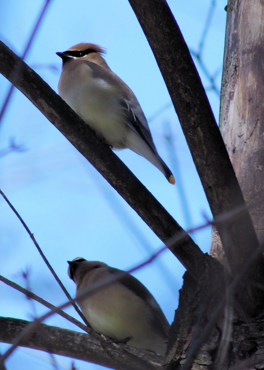 Cedar Waxwing - ML311535141