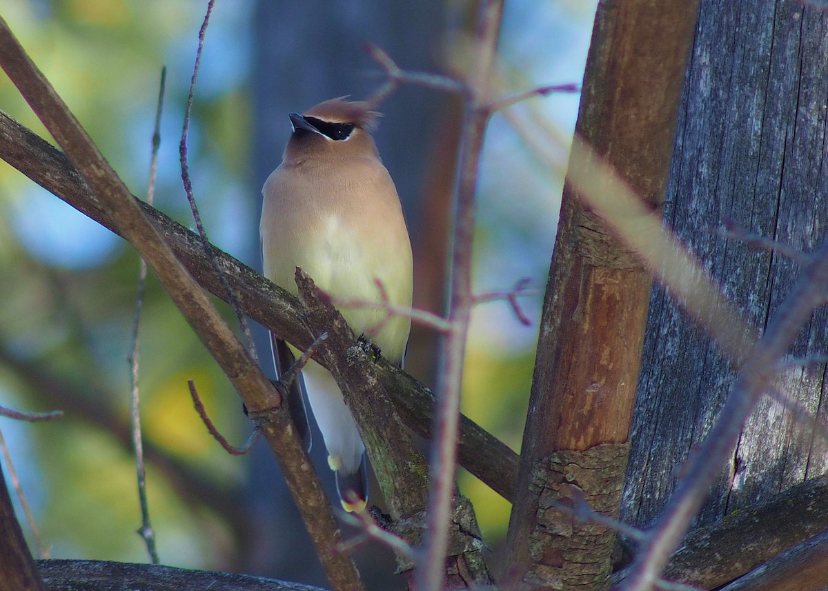 Cedar Waxwing - ML311535151