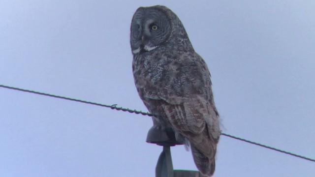 Great Gray Owl - ML311535501