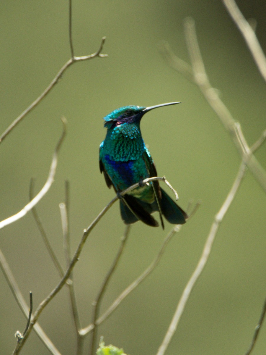 kolibřík modrolící - ML311537291