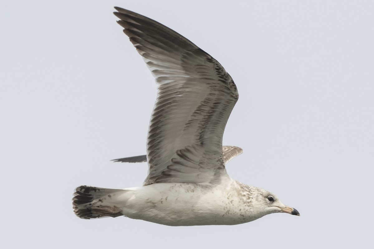 Ring-billed Gull - ML311537701