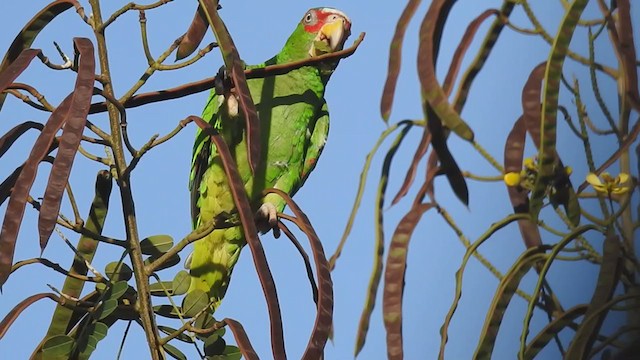 White-fronted Amazon - ML311538361