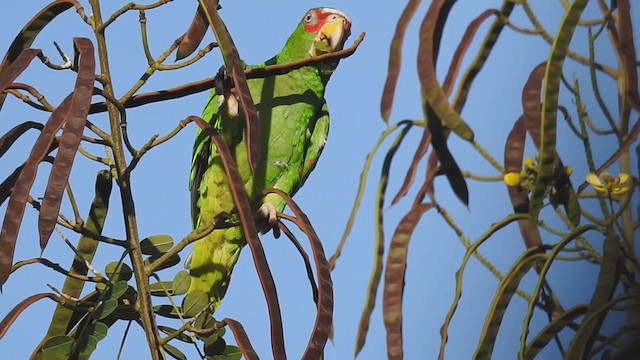 コボウシインコ - ML311538361