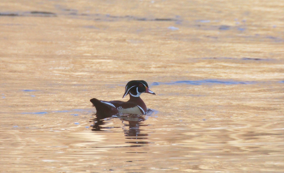 Wood Duck - ML311541781