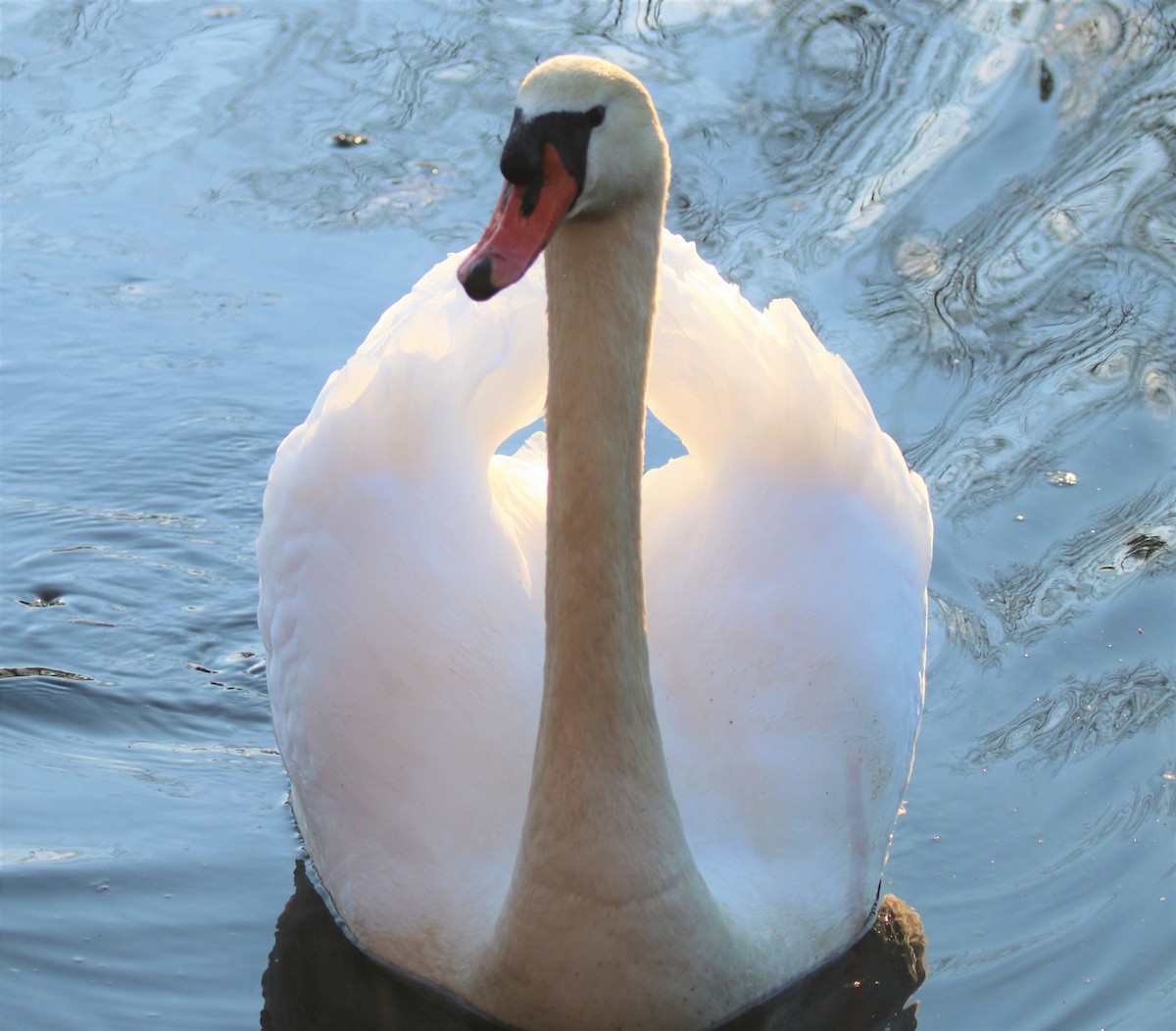 Mute Swan - ML311541951