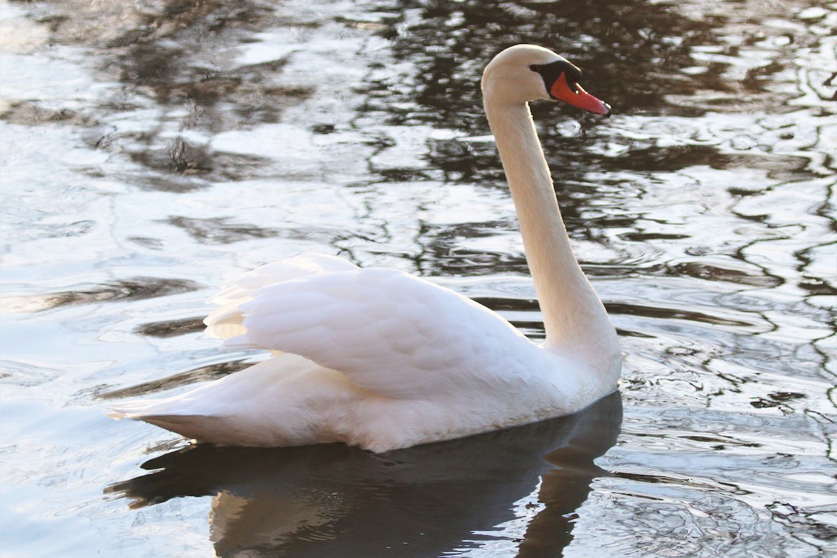 Mute Swan - Lillian Lugo