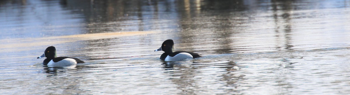 Ring-necked Duck - Lillian Lugo