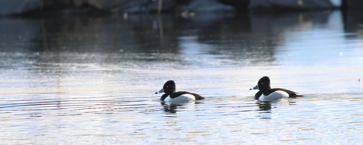 Ring-necked Duck - ML311542011