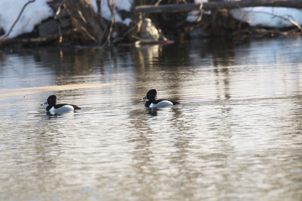 Ring-necked Duck - ML311542051