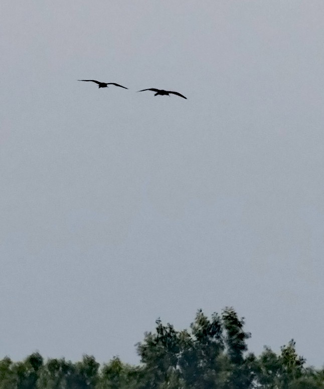 Glossy Ibis - ML31154421