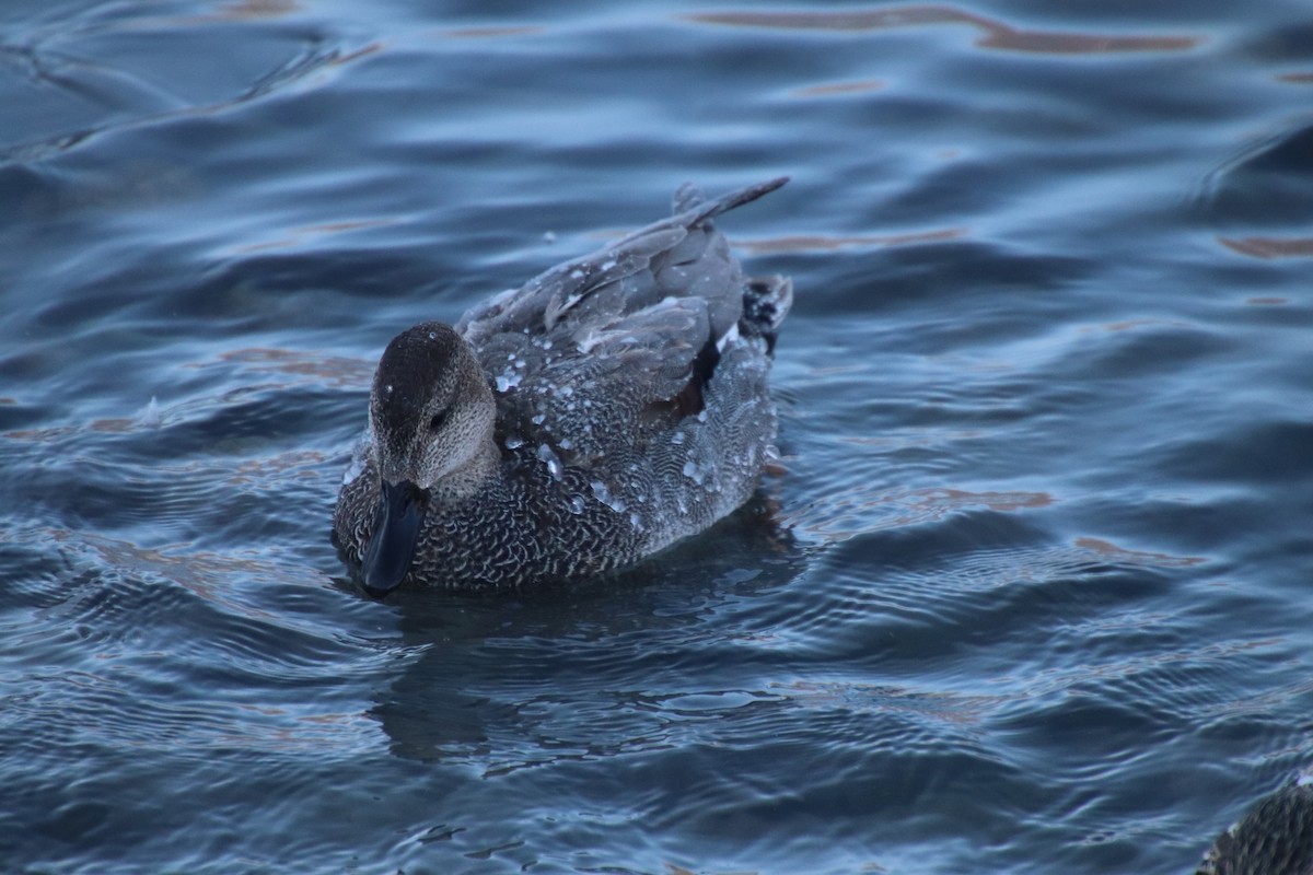 Gadwall - Michel Marsan