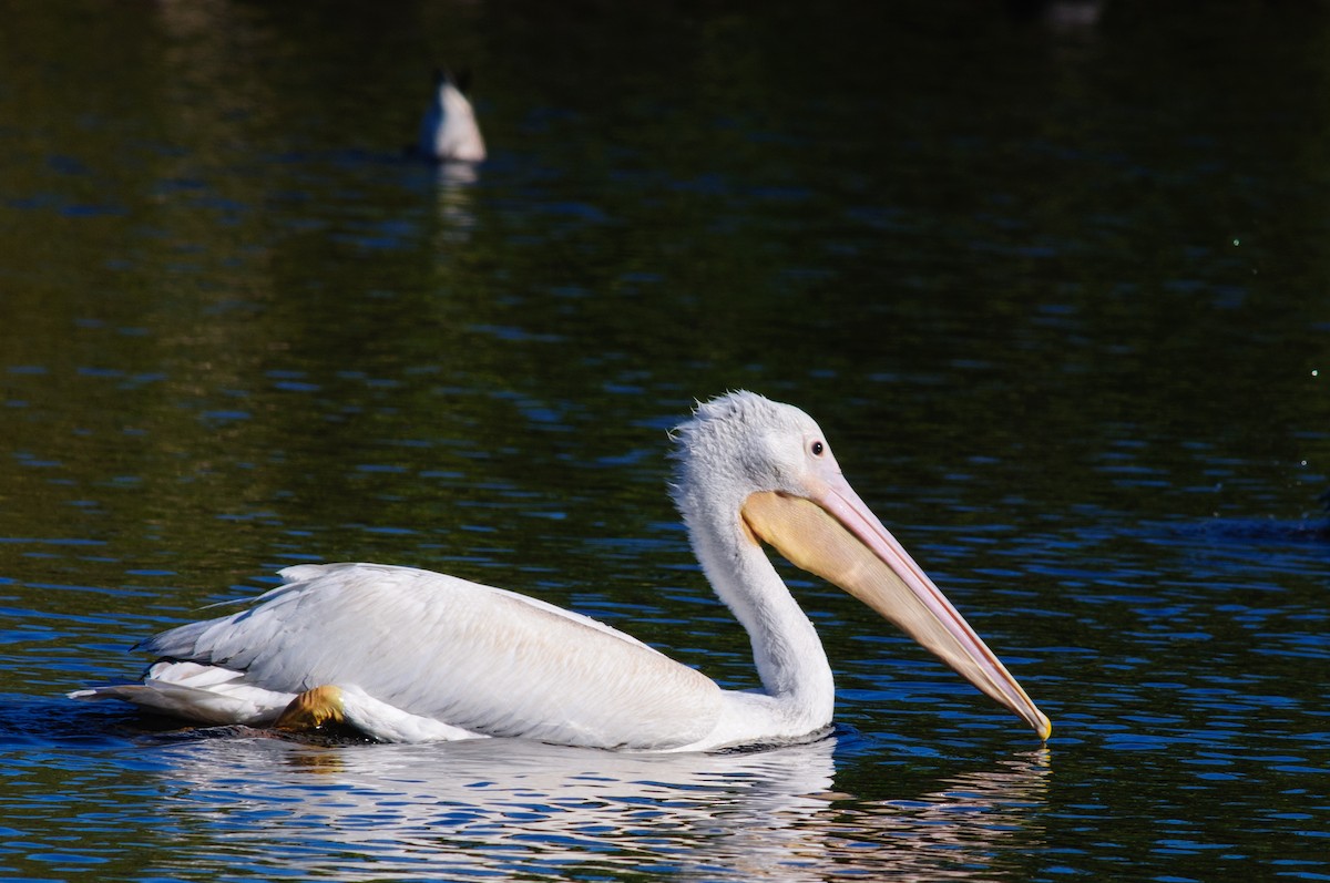 American White Pelican - ML31154671