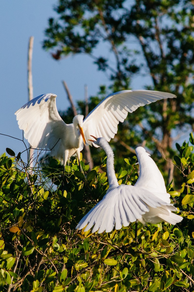 Great Egret - ML31154681