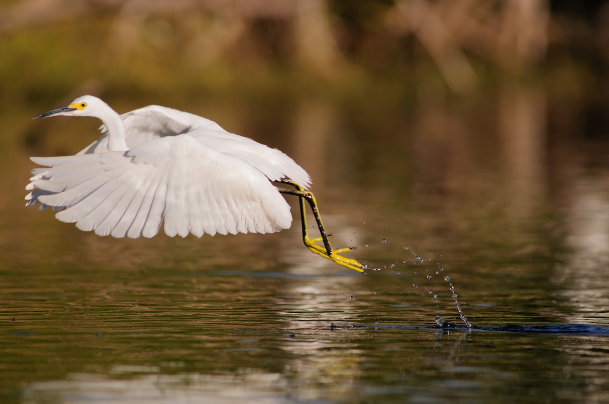 Snowy Egret - ML31154701