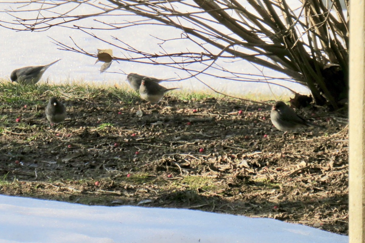 Dark-eyed Junco - ML311547571