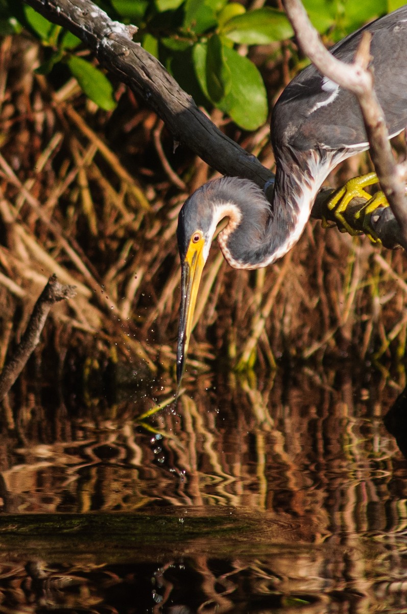 Tricolored Heron - ML31154801