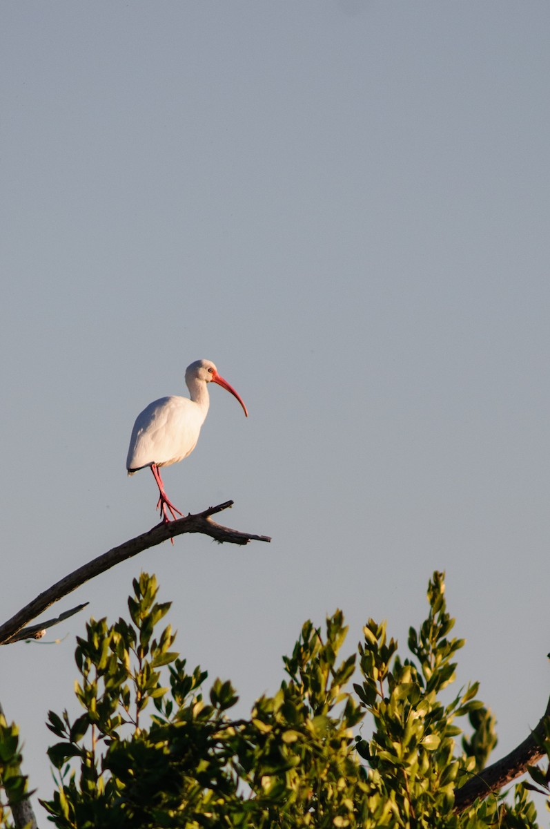 Ibis blanc - ML31154861